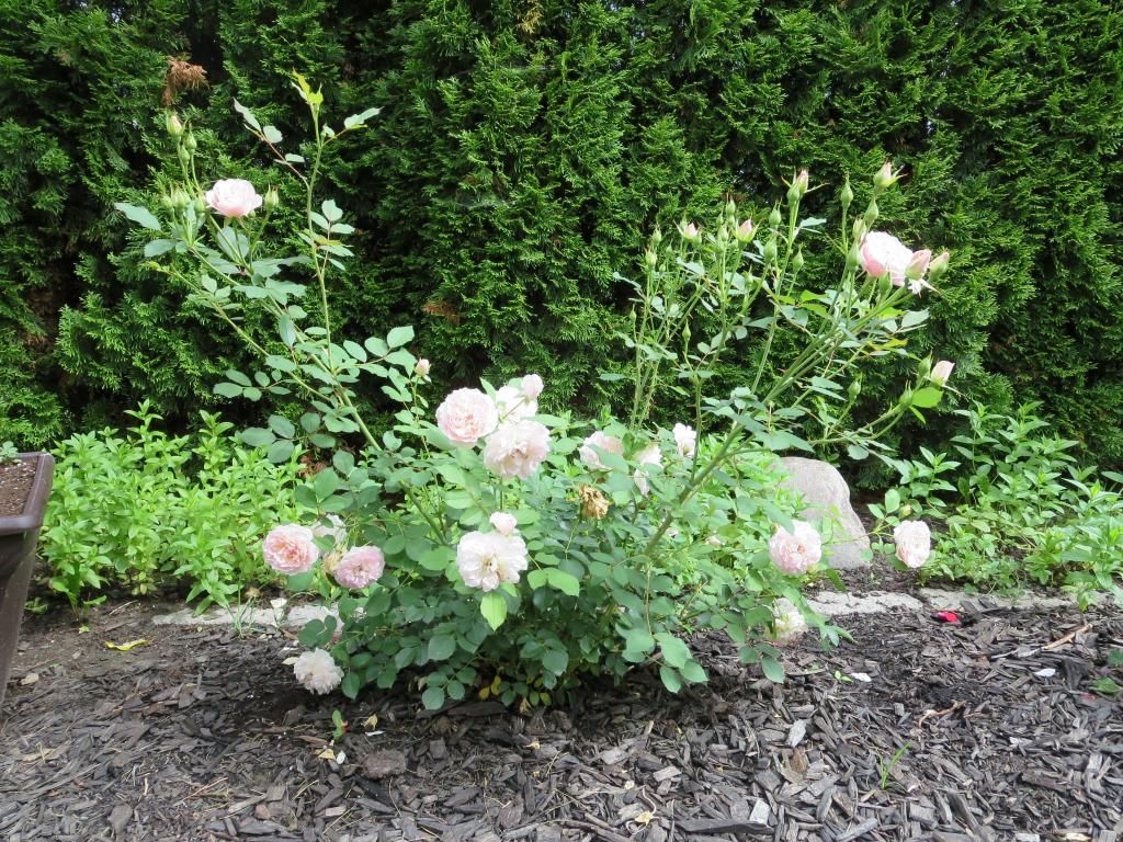 photo IMG_1299_zps1713a708.jpg