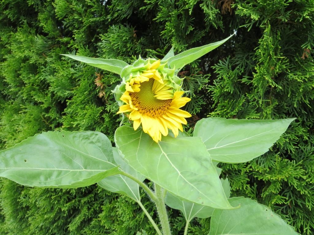 photo IMG_1303_zps7ce47916.jpg