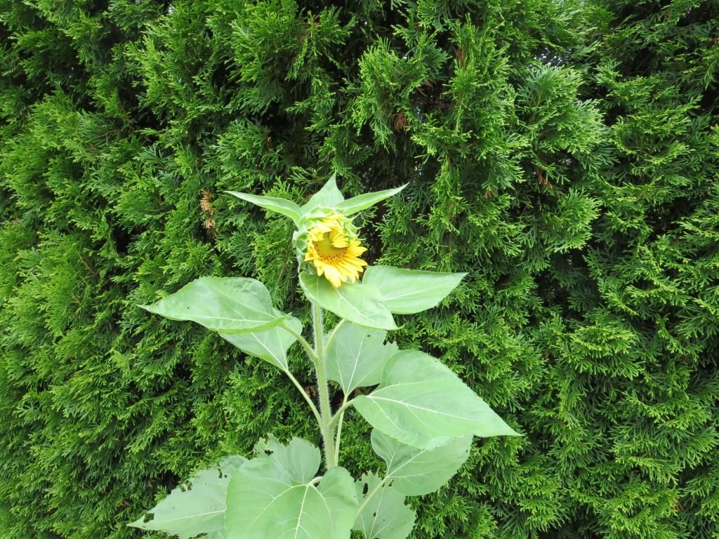 photo IMG_1304_zps60dc65c0.jpg