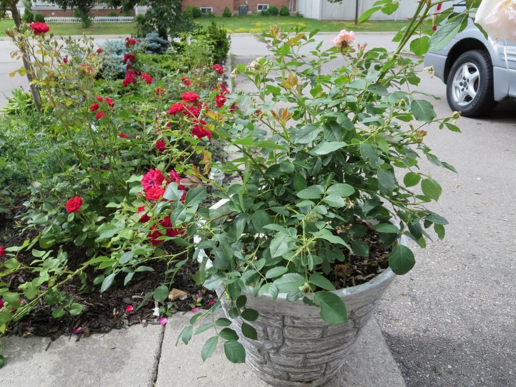 photo IMG_1305_zpse12eeed6.jpg