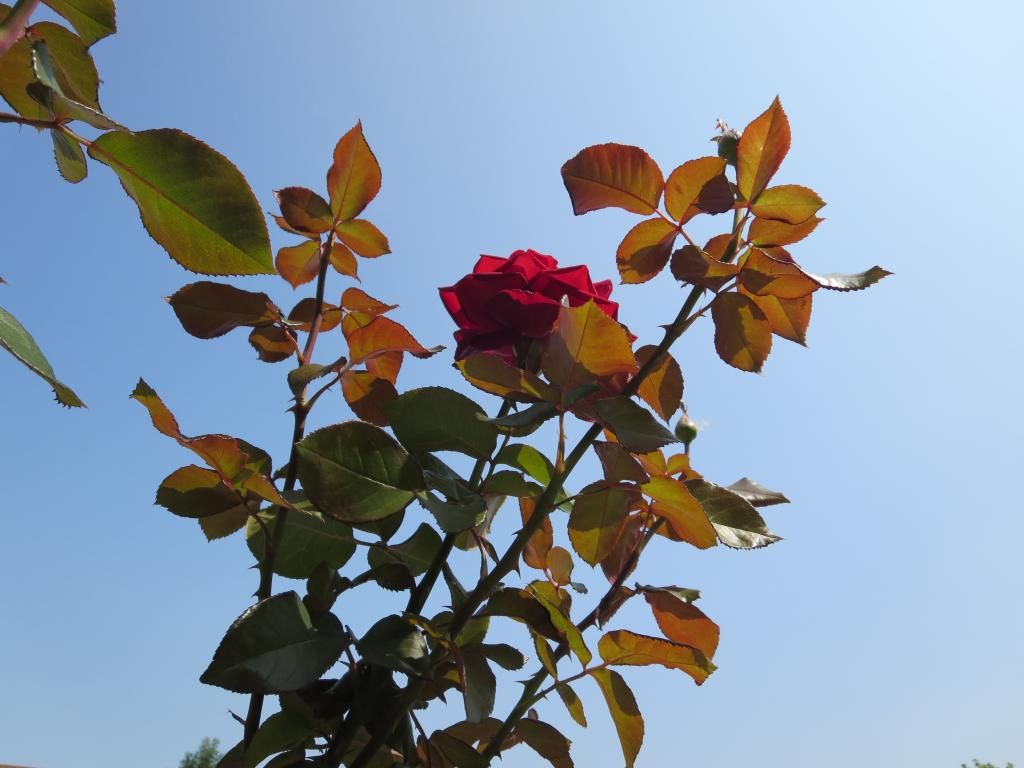 photo IMG_1310_zps0b90da62.jpg