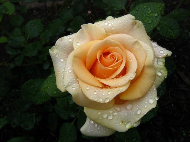  photo IMG_2578_zpse366cf47.jpg