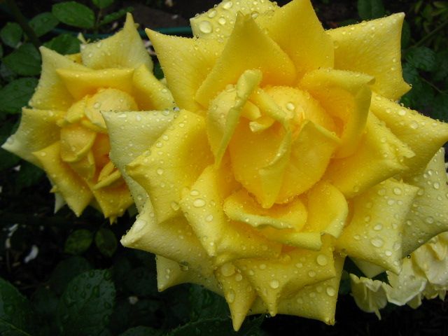  photo IMG_2586_zpsab9ac0eb.jpg