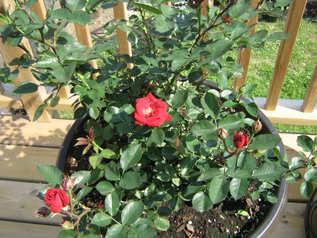  photo IMG_2638_zpscad93d44.jpg