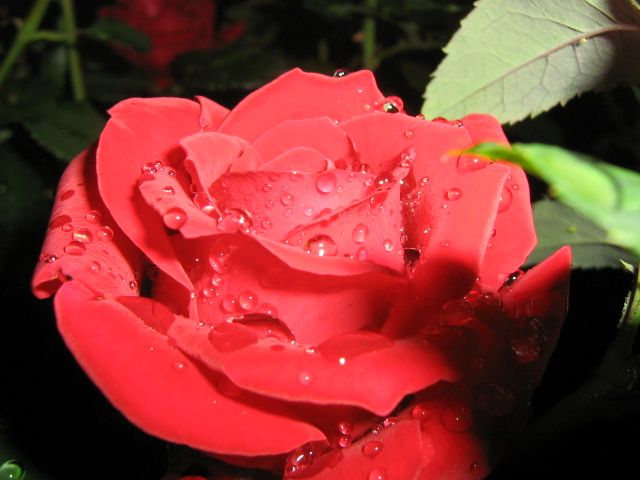  photo IMG_2654_zps0a852c4e.jpg