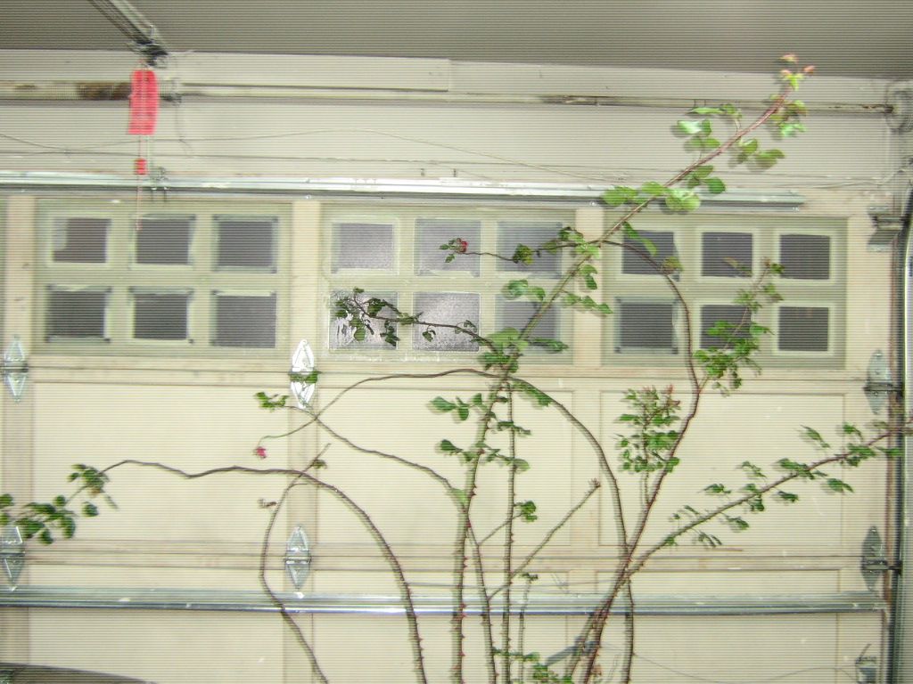  photo IMG_4086_zps2ac703a5.jpg