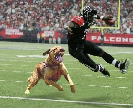 michael-vick-dog.jpg