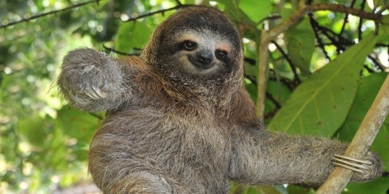 sloth photo: Sloth sloth_zpsb663fb26.jpg