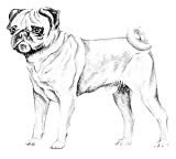 Coloring Page Pug