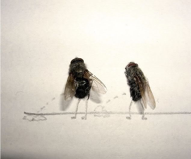 1254821709_dead_flies_art_02.jpg