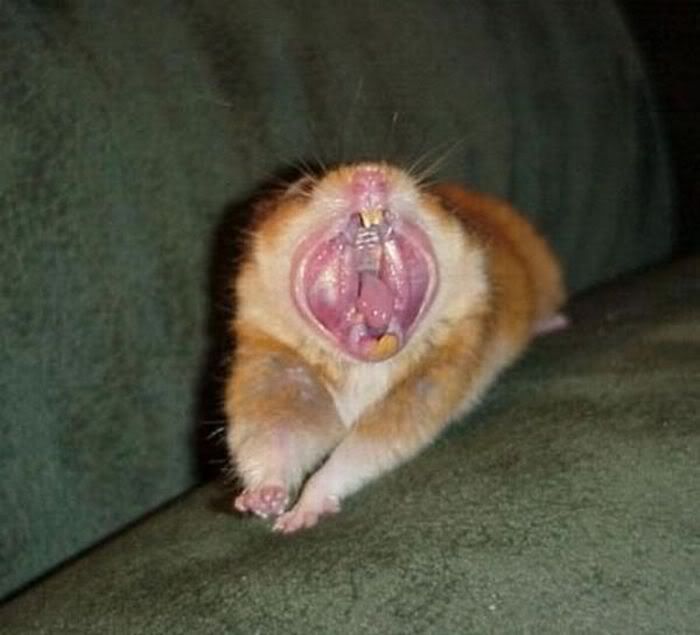 1252471831_yawn_28.jpg