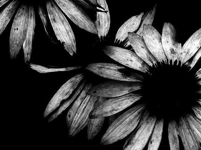 1253162301_black_and_white_20-1.jpg