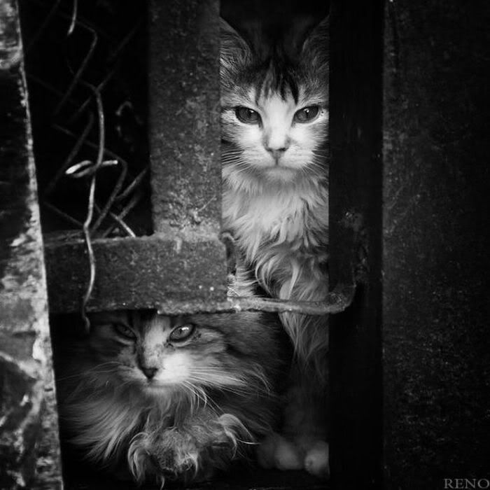 1253162316_black_and_white_06-1.jpg