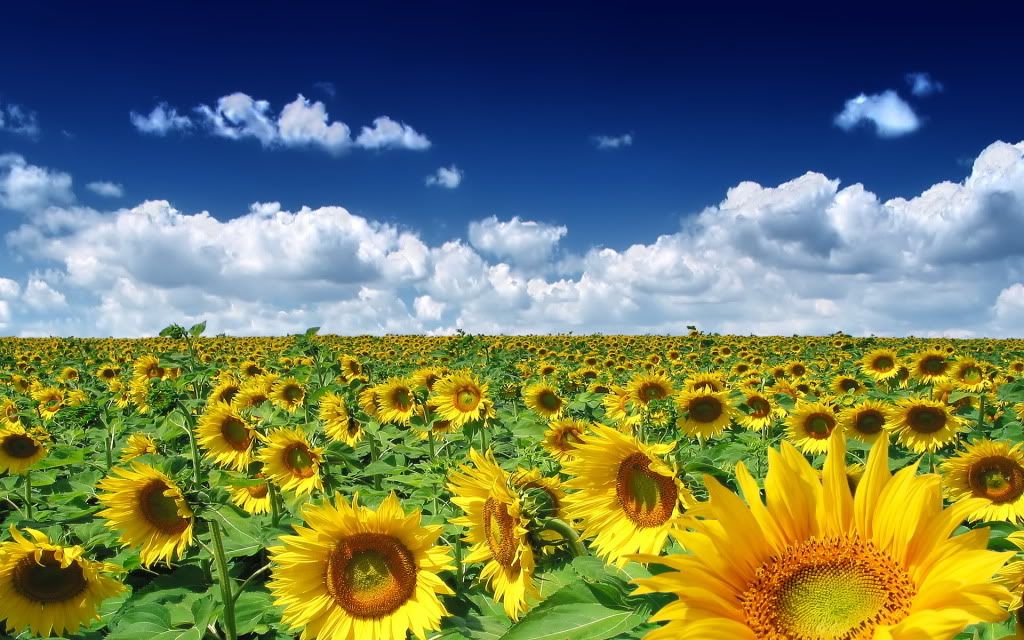 ExclusiveWallpapers28.jpg