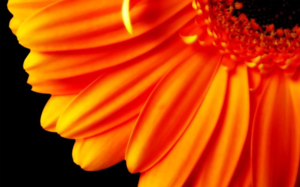 ExclusiveWallpapers31.jpg