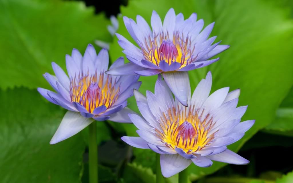 flowers_01.jpg