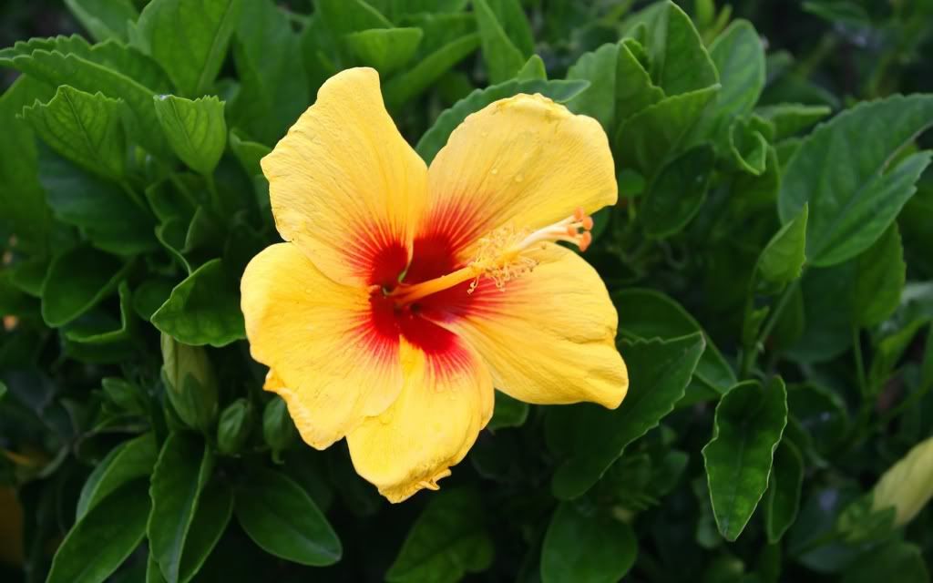 flowers_02.jpg