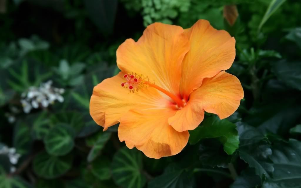flowers_03.jpg