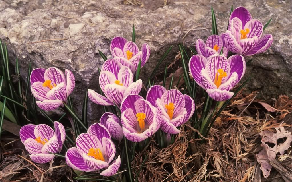 flowers_04.jpg