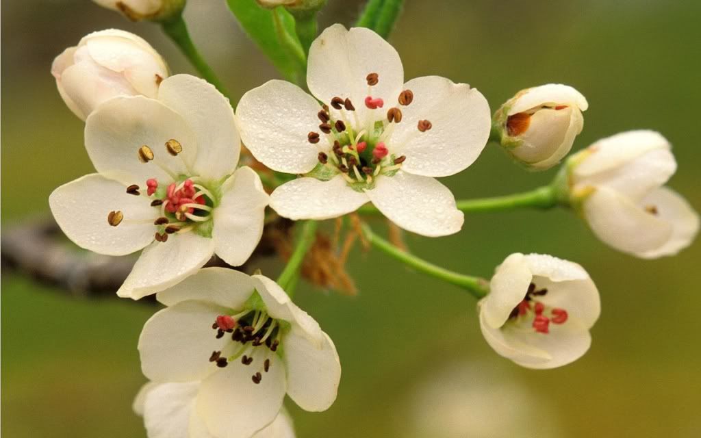 flowers_05.jpg