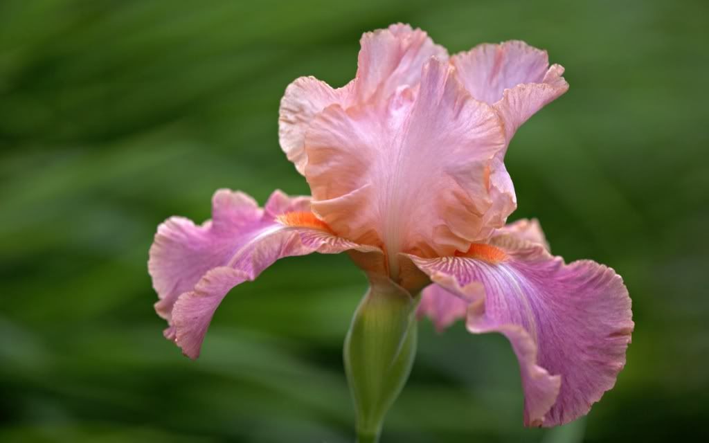 flowers_06.jpg