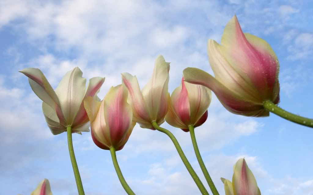 flowers_07.jpg