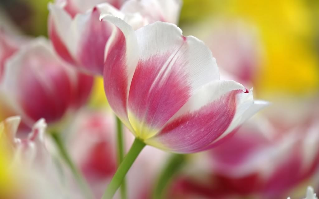 flowers_08.jpg