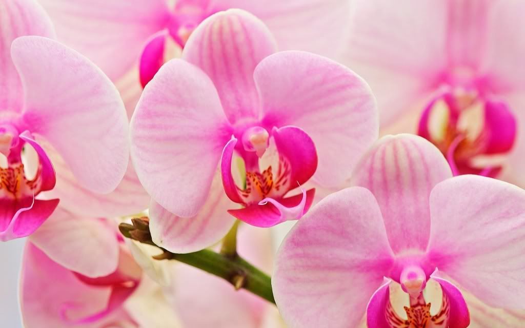 flowers_09.jpg