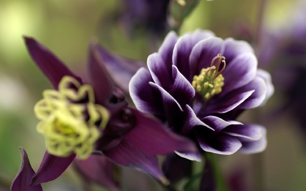 flowers_11.jpg