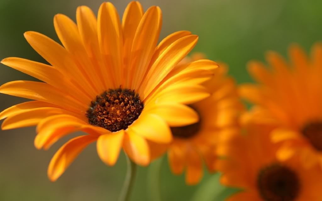 flowers_12.jpg