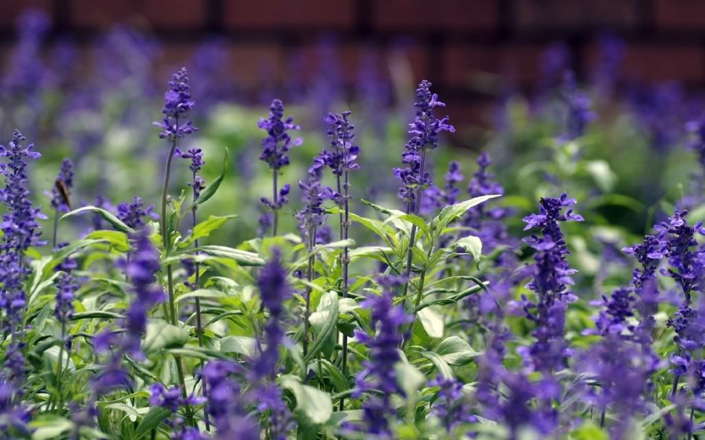 flowers_13.jpg