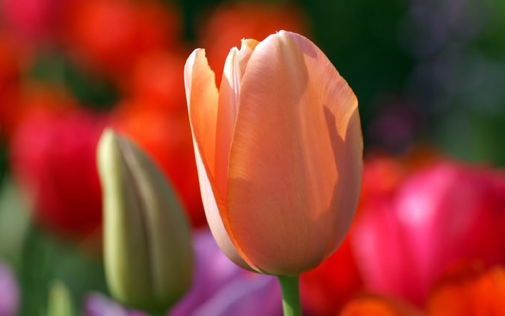 flowers_14.jpg