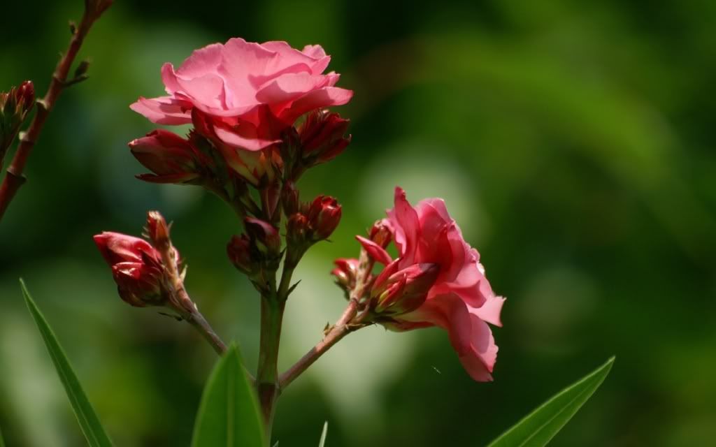 flowers_16.jpg