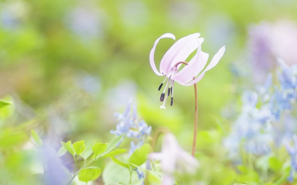 flowers_18.jpg