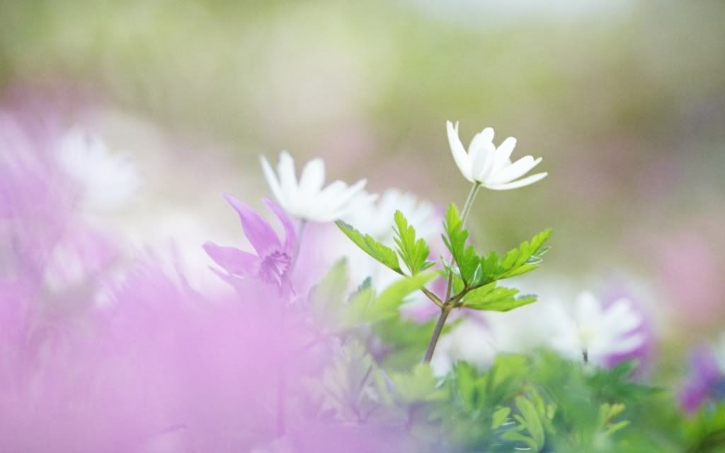 flowers_19.jpg