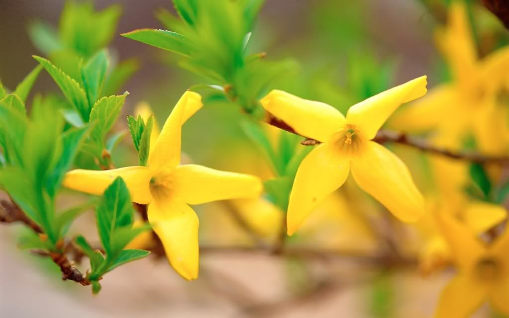 flowers_21.jpg