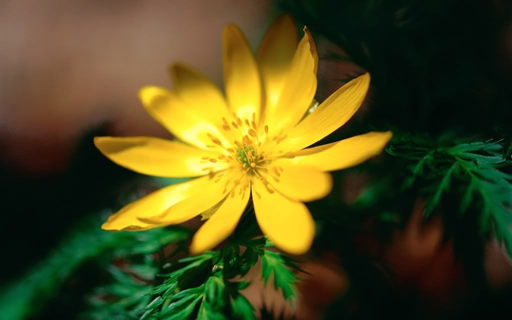 flowers_22.jpg