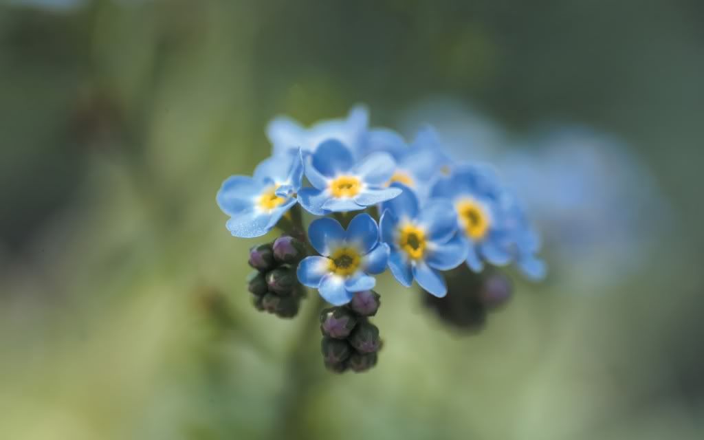 flowers_23.jpg