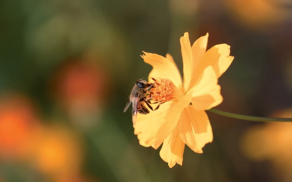 flowers_24.jpg