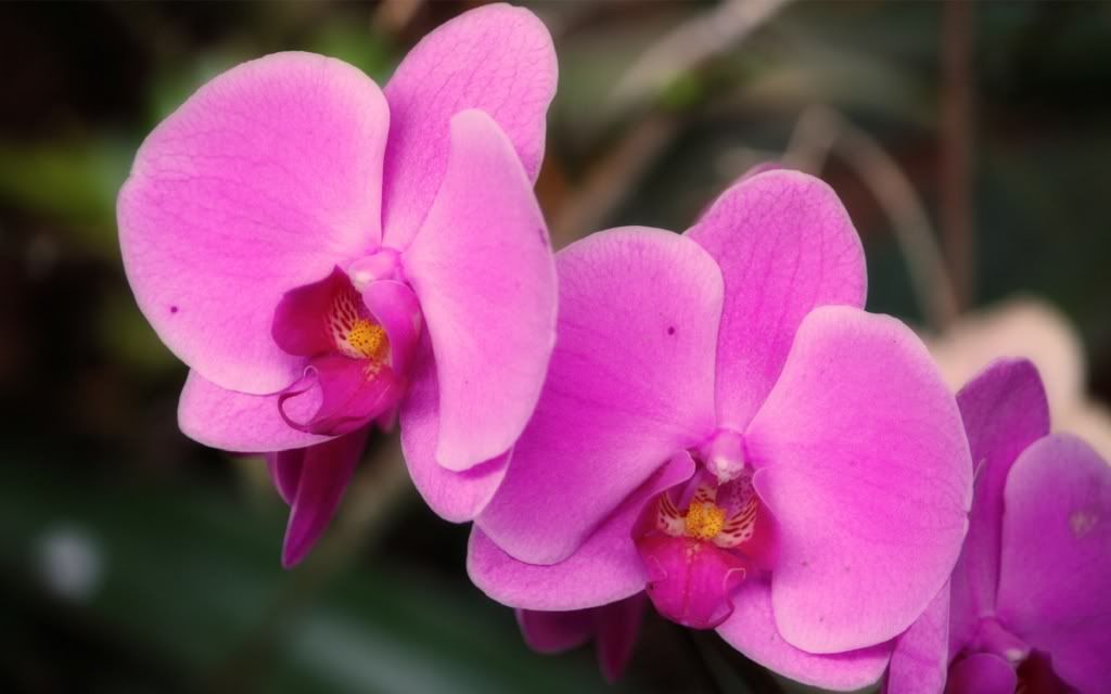 flowers_25.jpg
