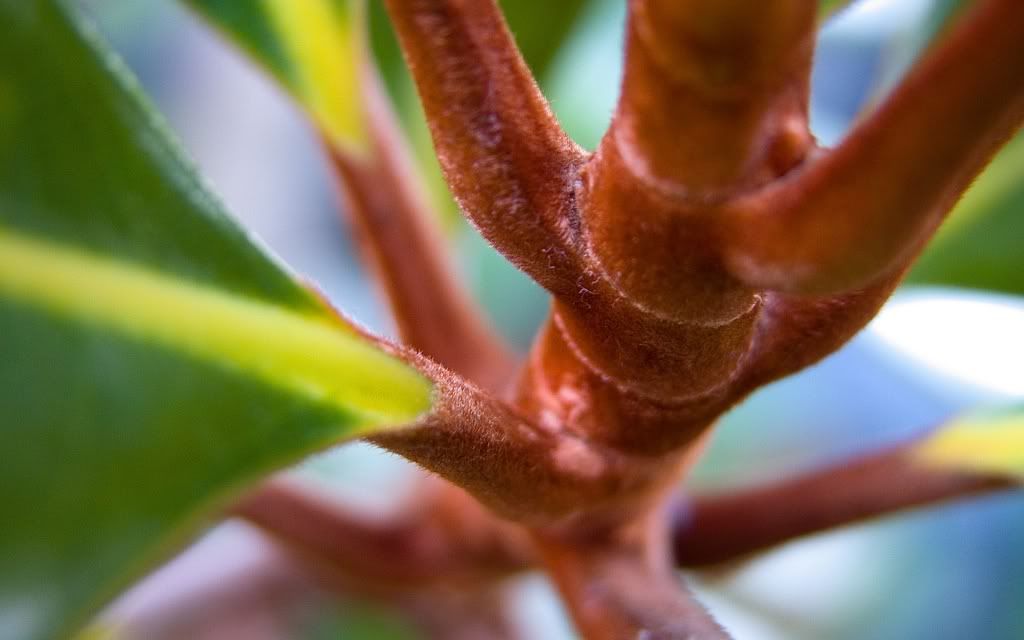 flowers_26.jpg