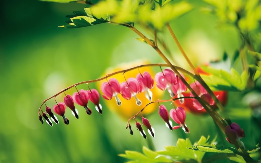flowers_27.jpg
