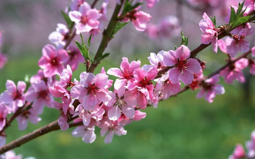 flowers_28.jpg