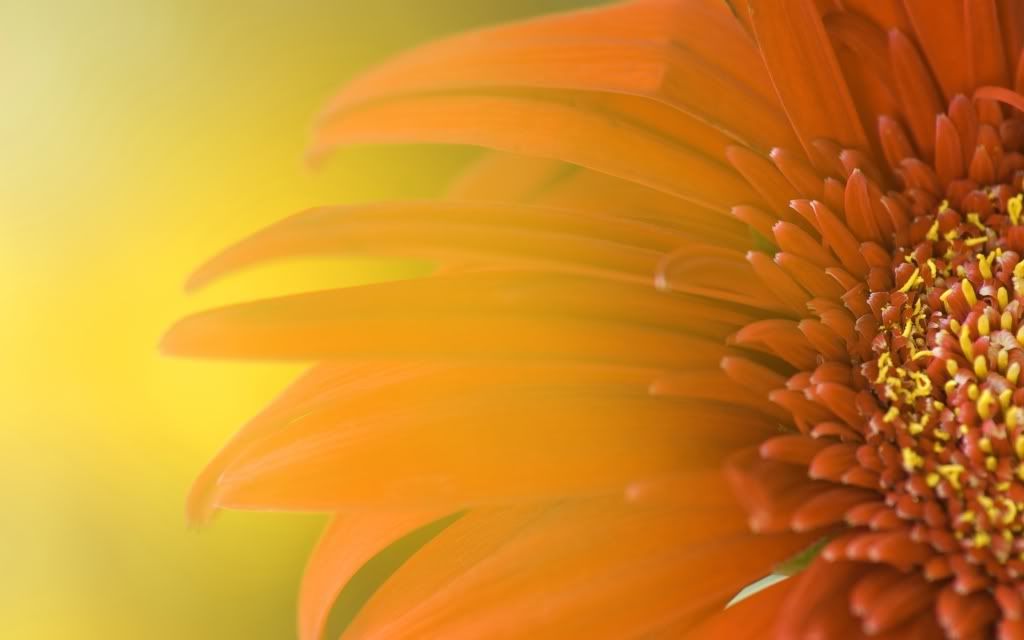flowers_29.jpg
