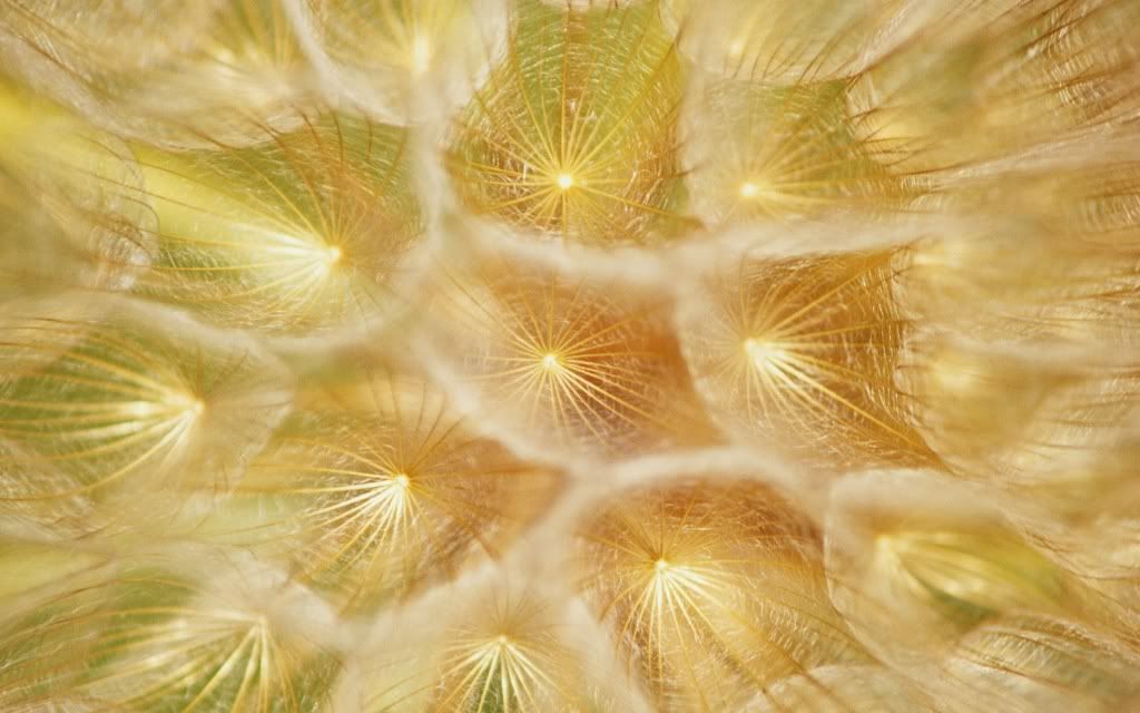 flowers_30.jpg