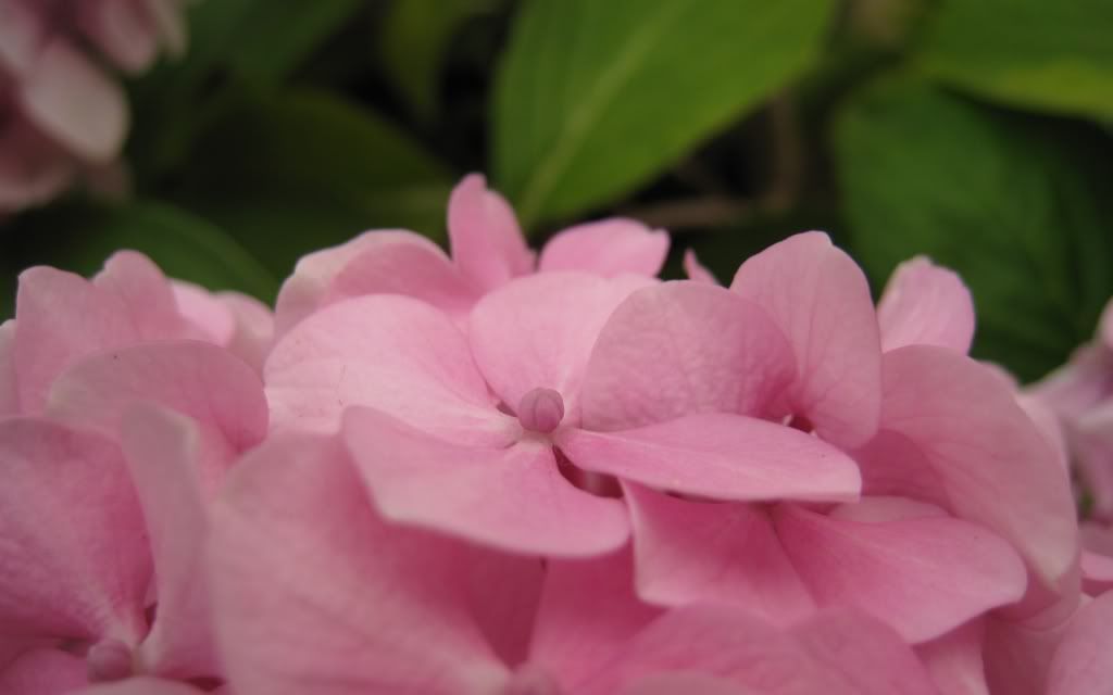 flowers_31.jpg