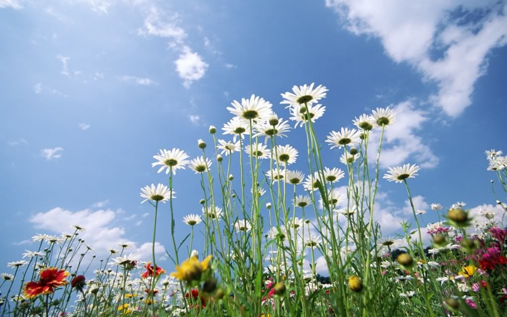 flowers_32.jpg