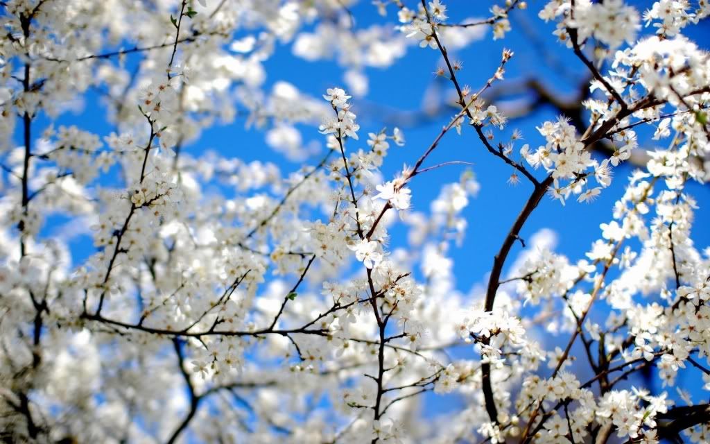flowers_33.jpg