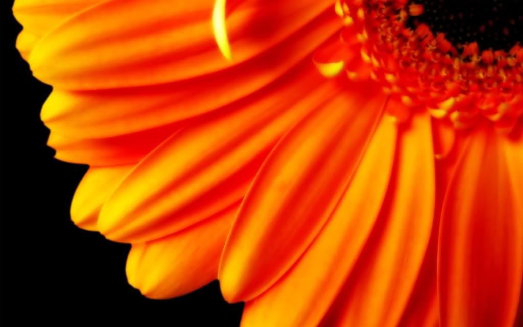 flowers_34.jpg