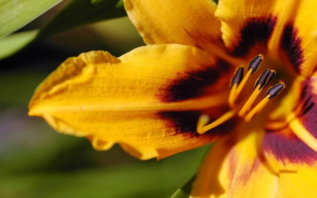 flowers_35.jpg